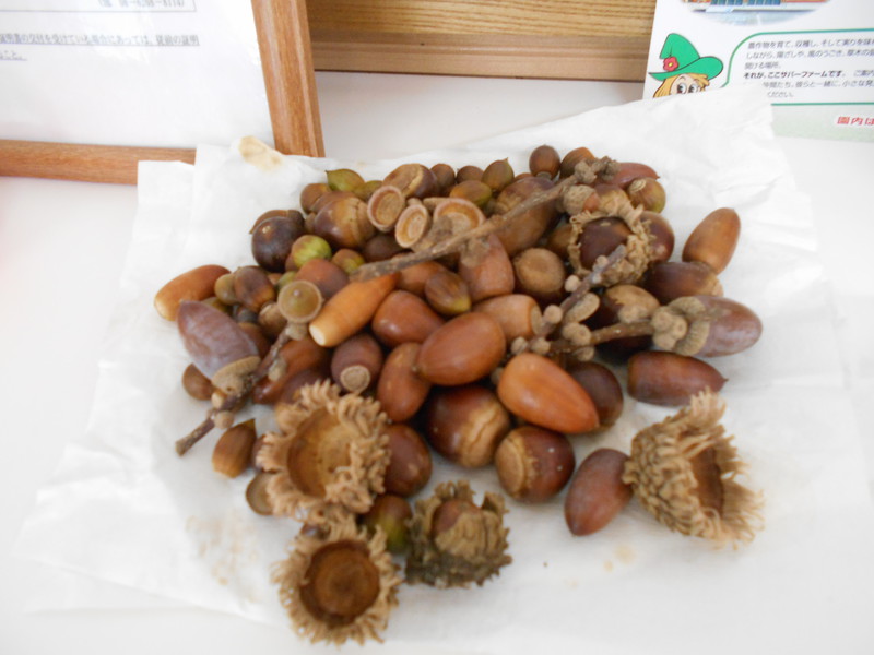 どんぐりいっぱい