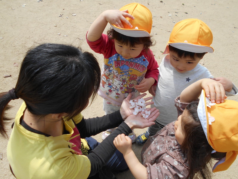 桜だよ（注：落ちていた花です）