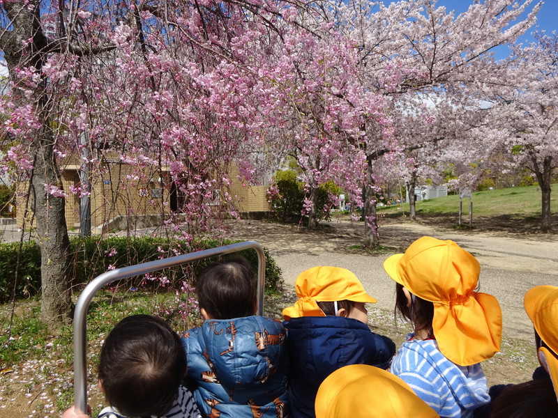 🌸きれいだねぇーーー🌸