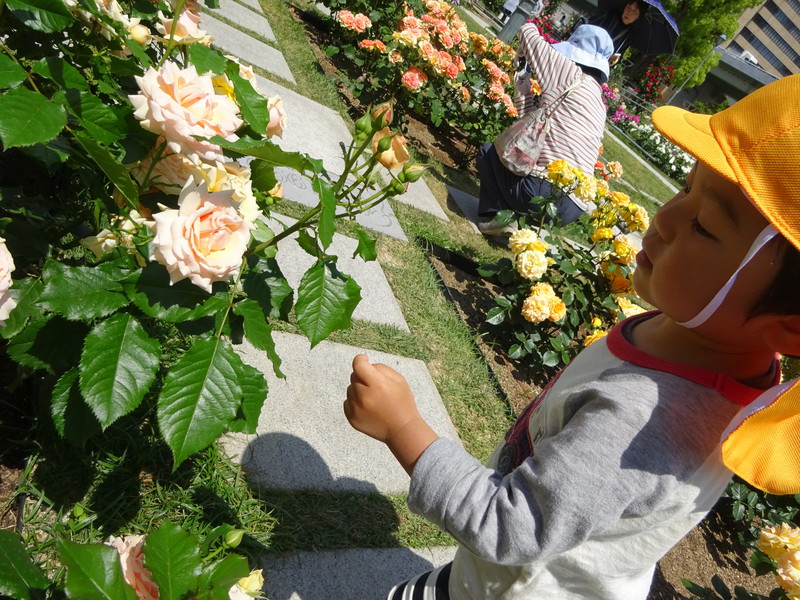 トゲがあるからきをつけてね⚠