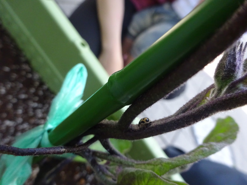 てんとう虫みーつけた🐞