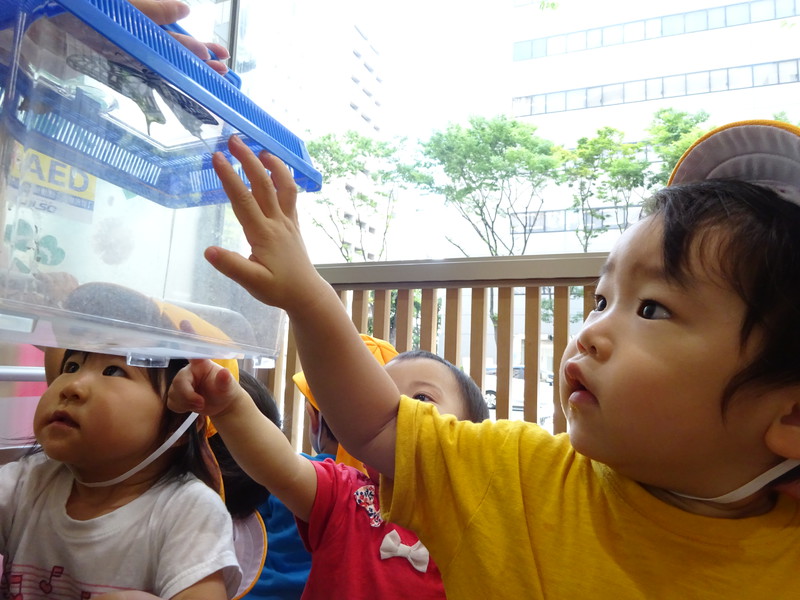 ちょうちょ！🦋