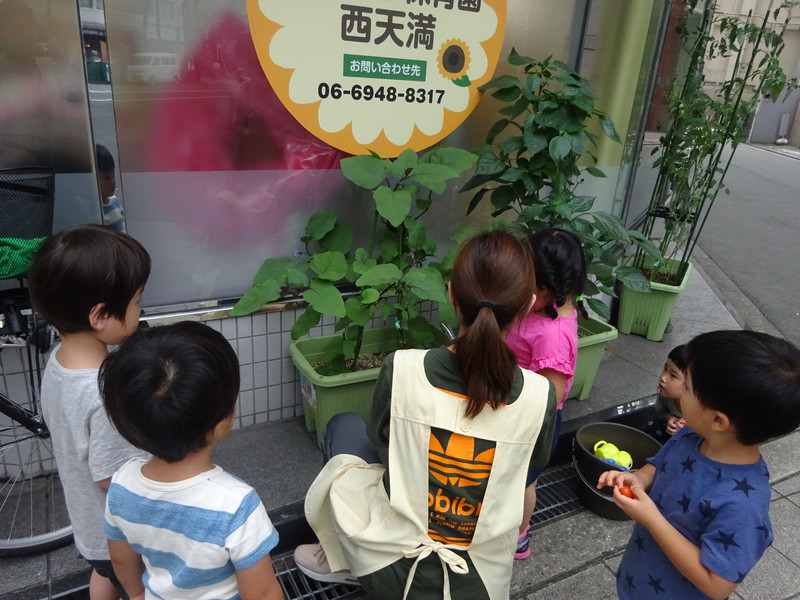 野菜を収穫しました🍅