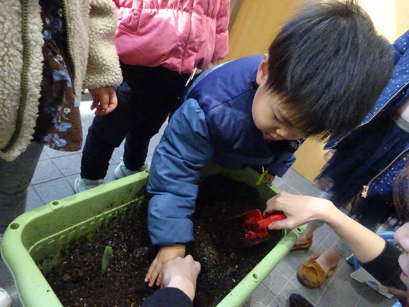 球根を植えたよ🌷