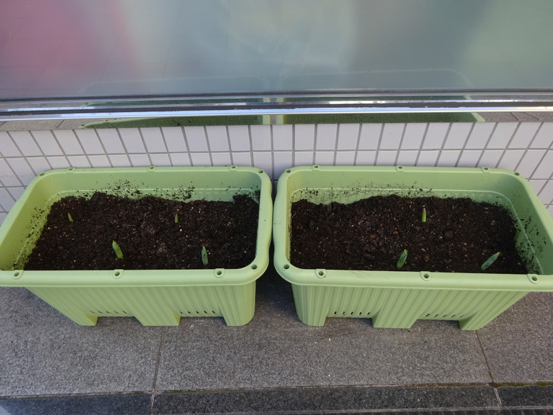 毎日水やり頑張ろうね⭐