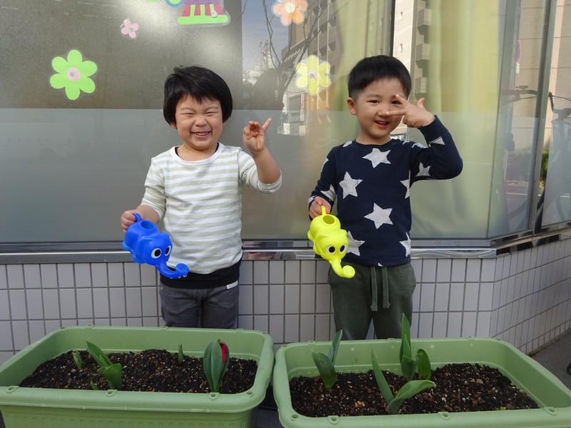 チューリップが咲いてきたよ🌷