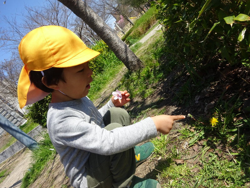 たんぽぽも見つけたよ‼💓