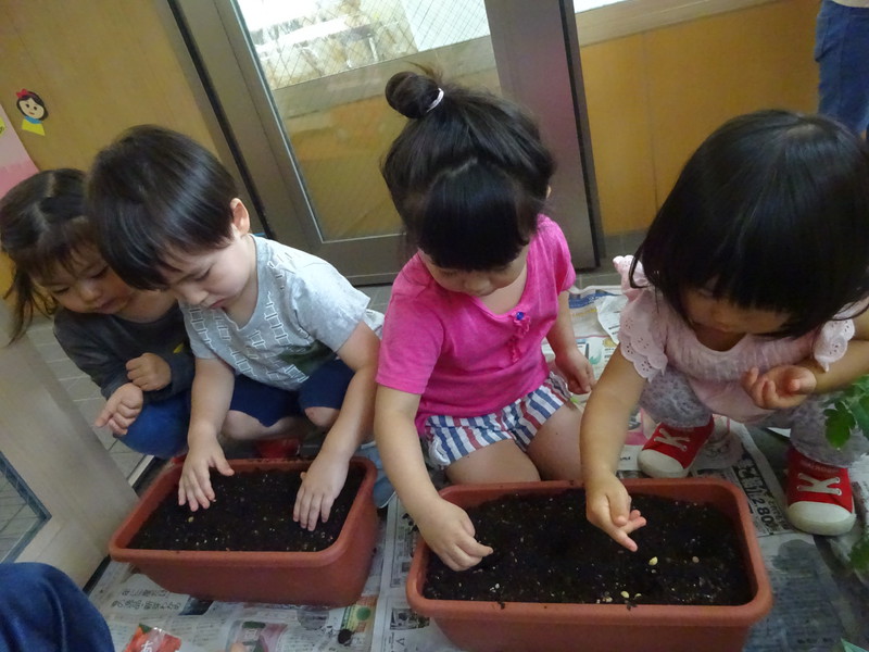 夏野菜を植えよう🍅