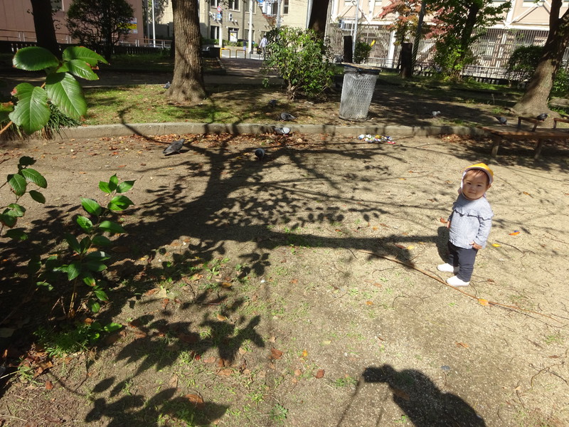 鳩さーんおいでー💗