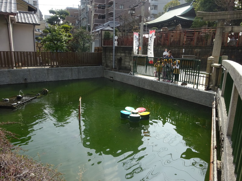 カメさんいたよー🐢