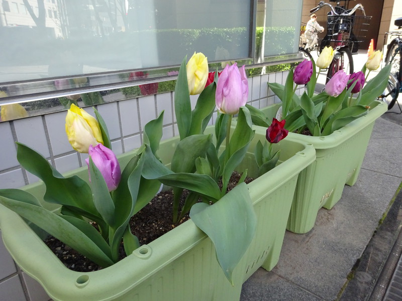 チューリップが咲きました🌷