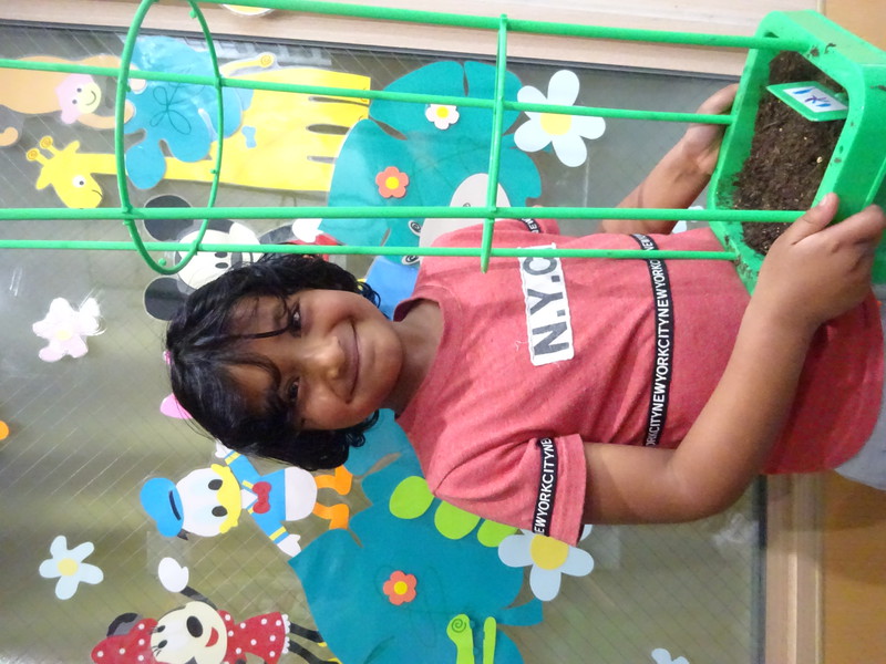 朝顔の種を植えたよ🌱