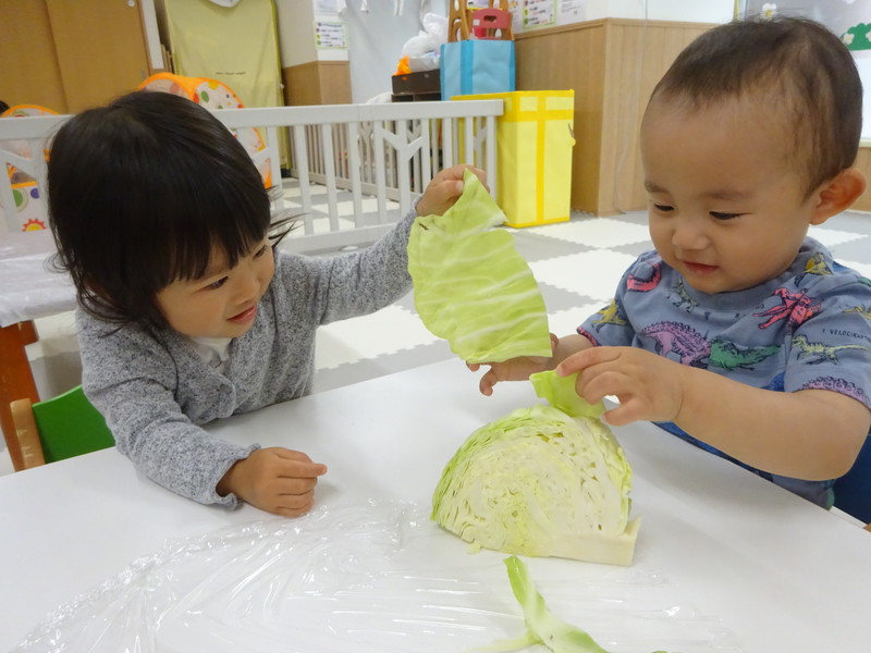 キャベツに触ってみよう👐