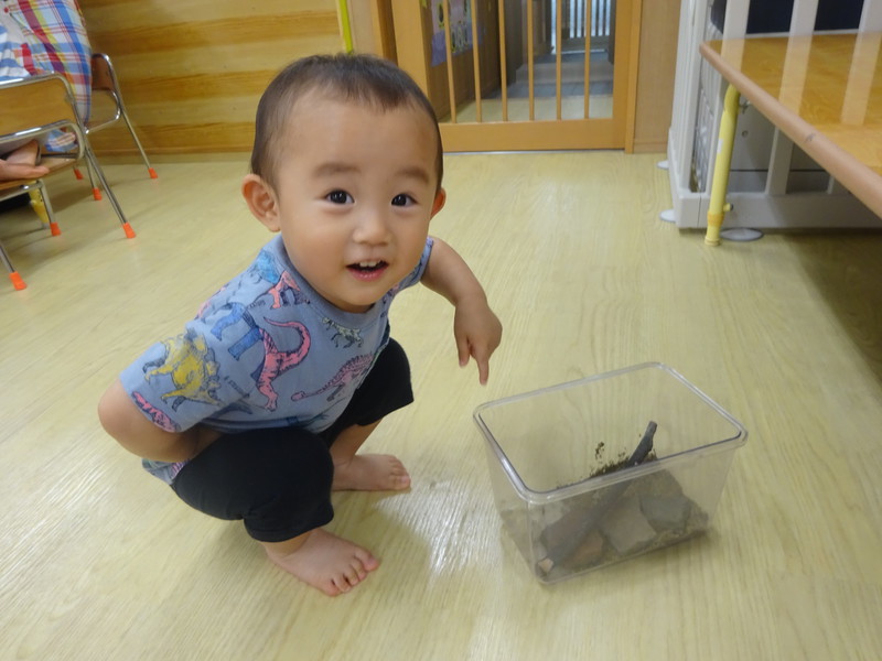 だんごむしだよー‼