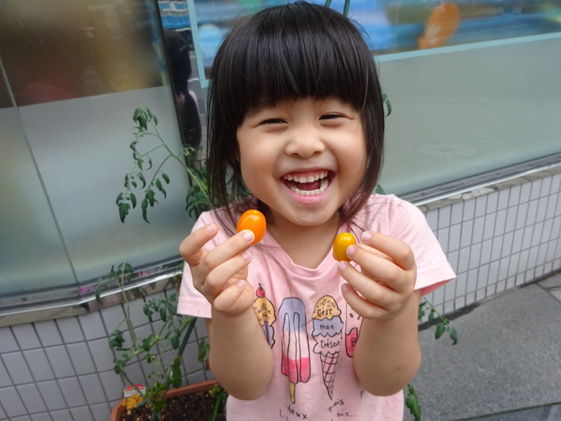 トマトの収穫🍅