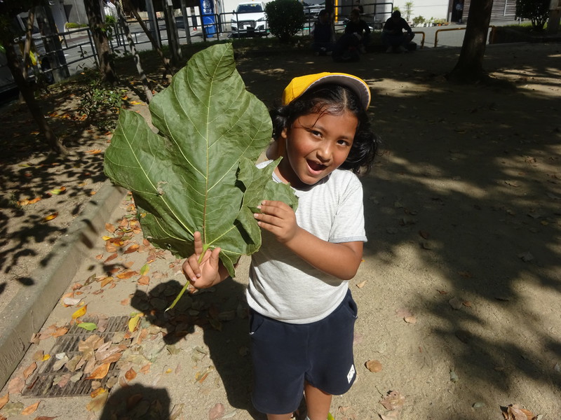 大きな葉っぱー🍁