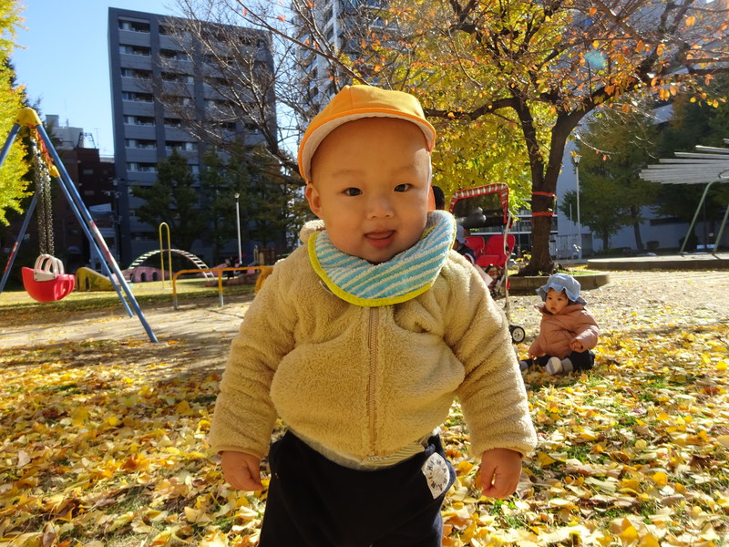 いちょうが綺麗だね💛