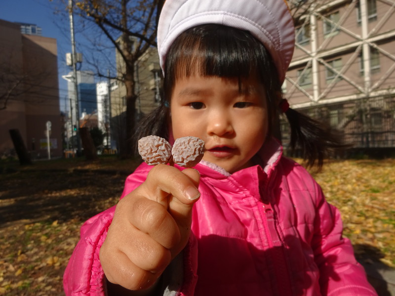 木の実みーっけ👀