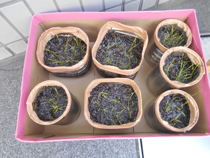 5/11   はっぱ、もっともっとせいたかのっぽになるかな？