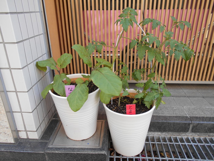 5/11 おいしいトマトとなすびができるかな