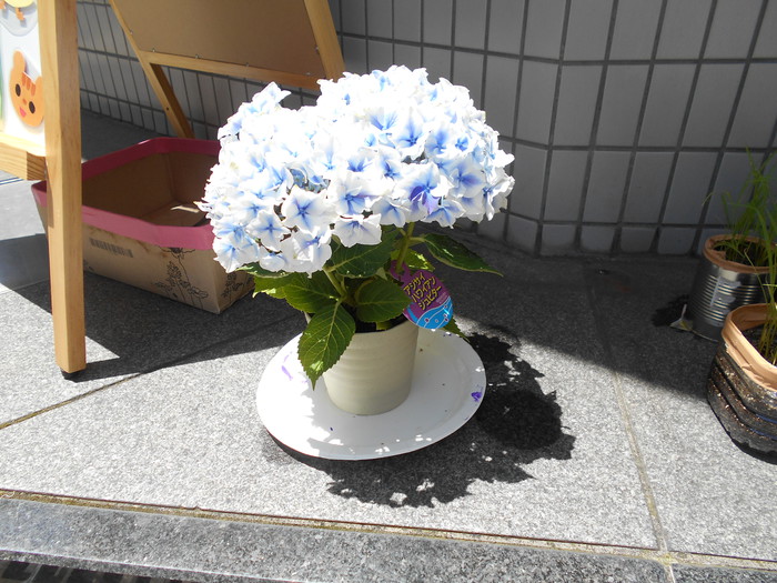 あじさいのお花が仲間入り