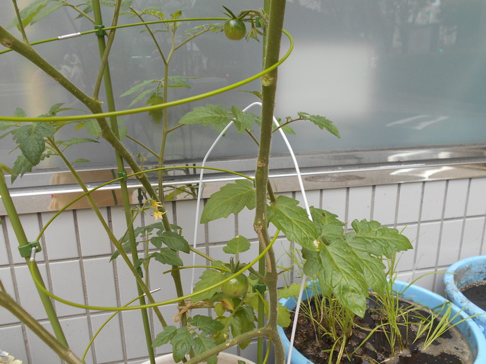 小さなトマトが2つできました♬