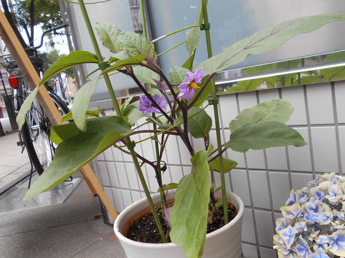 なすびのお花はとてもきれい♪